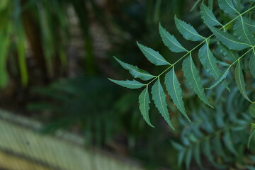 neem leaf with top view closeup photo