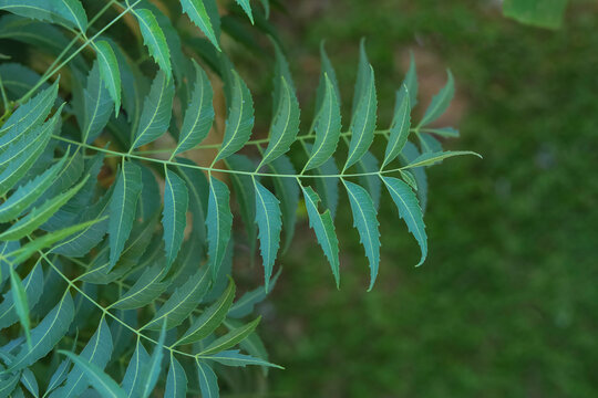 neem leaf with top view closeup photo