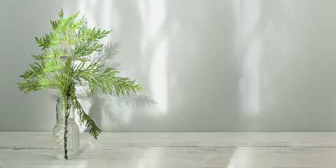 Cypress branches in transparent vase on white wooden table. Bouquet with evergreen spruce in natural sunlight with shadows on light wall background. Minimalist Christmas decor