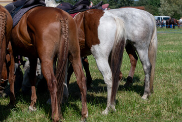 Horseback. Rear View of Three horses