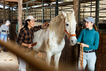 Women caring for a white horse in the stable - brushing the withers