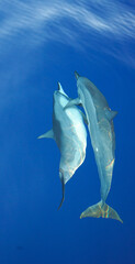 Image of Wild Hawaiian Spinner Dolphins swimming on the Bow of a Boat in Hawaii  printed on Printed Glass Splashbacks