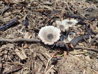 Mushrooms growing on a pile of bagasse