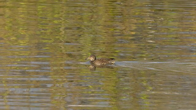 Eurasian Green-winged Teal in natural ambient, female (Anas crecca) - (4K)