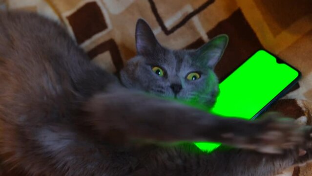 Grey cat yawns with phone in paws. phone with a green screen