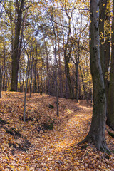 Park Bolimowski in Mazovia, Poland in autumn sunny day