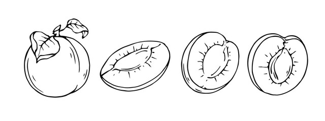Sketch,doodle apricot fruit pieces.Vector graphics.