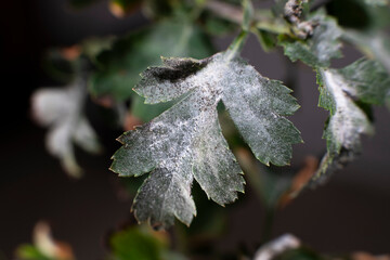 Powdery Mildew fungus on leafs of Hawthorns - Crataegus plant