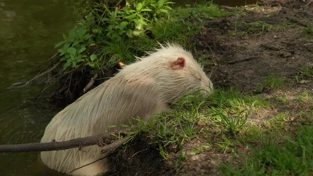Cute wild furry White Nutria or Myocastor coypus extracting root from ground. Slow motion