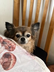 chihuahua in a bed