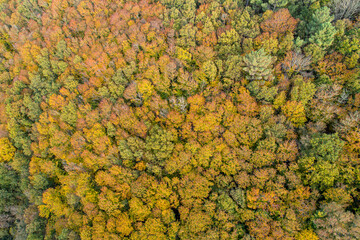 zenithal aerial drone view of a deciduous forest in autumn. Colourful leaves, texture for fall background.