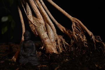 Besonderer Bonsai Baum vor dunklem Hintergrund