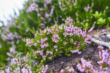 Close up picture of common heather or simply heather, Calluna vulgaris in latin. It is dominant...