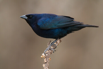  Shiny cowbird in Calden forest environment, La Pampa Province, Patagonia, Argentina.