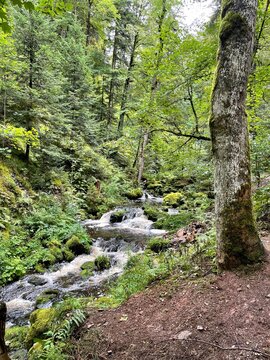 Ravennaschlucht im Schwarzwald