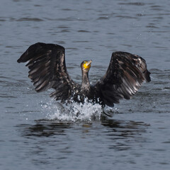 Cormorant launching out of water