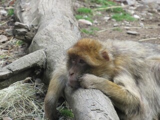 Obraz premium Close-up shot of a Barbary macaque leaning on a tree log at Nyhuse skov in Northern Zealand Denmark