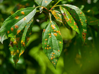 A leaf spot is a limited, discoloured, diseased area of a leaf that is caused by fungal, bacterial or viral plant diseases, or by injuries from nematodes, insects, environmental factors, toxicity