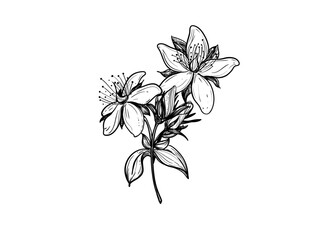 Hand drawn sketch black and white illustration set of hypericum, Saint Johns wort, flower, leaf. Vector illustration. Elements in graphic style label, sticker, menu, package. Engraved style.