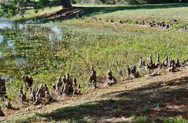 Bald Cypress knee structures protruding from the edge of a freshwater lake in Houston, TX. They are woody growths above the tree roots with unknown function.