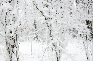 Branches of plants in the winter forest covered with snow and frost