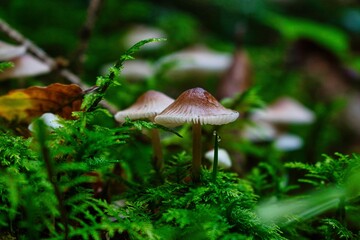 Fototapeta premium Closeup shot of Mycena galopus mushrooms in a forest
