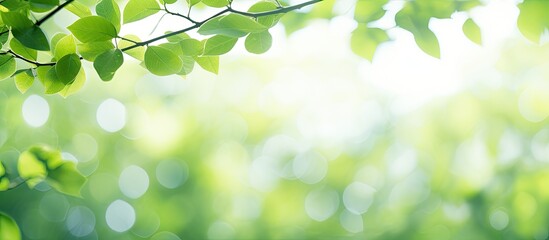 Obraz premium Bokeh effect creates abstract background for green foliage