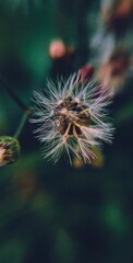Close-up shot of a dandelion flower on a soft blurry background