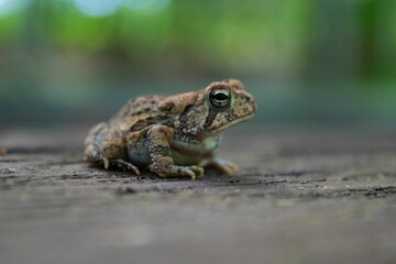Obraz premium Closeup of a Fowler's toad on a rock