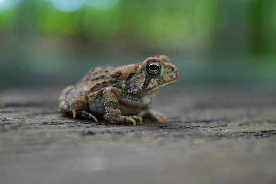 Closeup of a Fowler's toad on a rock