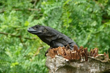 Selective focus shot of a black iguana on a rock in a forest