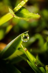 Vertical closeup shot of dew hanging from grass