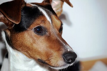 Close-up of a Jack Russell terrier dog - 678419466