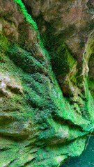 Vertical shot of a surface covered in moss