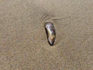 Closeup shot of a snail in the brown sand.