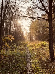 Vertical shot of a narrow path going through a forest seen on a beautiful sunny day