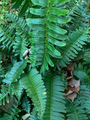 Christmas fern leaves in the garden, vertical shot © Wirestock