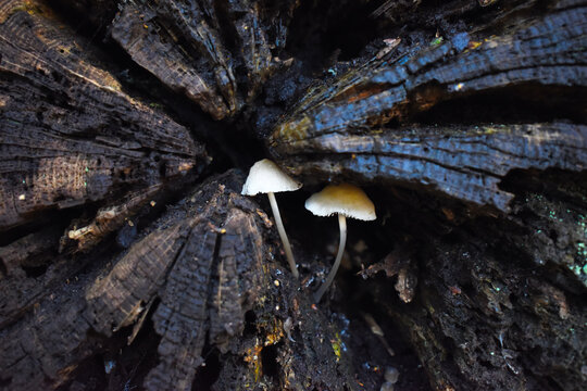 Two mushrooms growing inside a decaying tree branch in autumn.