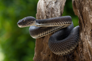 black viper snake on a wood