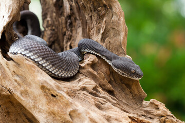 black viper snake on a wood
