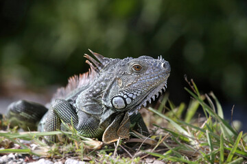 Iguana