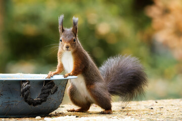 a squirrel stands upright casually at a bowl and looks into the camera © gehapromo