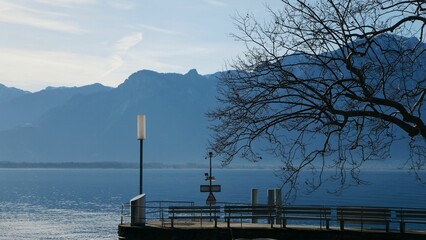two trees near the edge of a pier on a lake