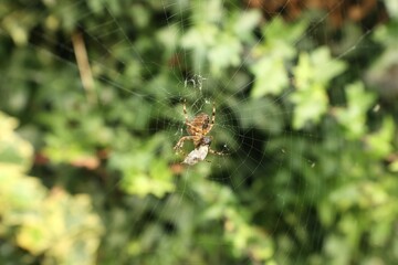 Shallow focus shot of a spider on a web in an evergreen forest