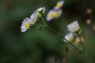 Fiore di campo bianco