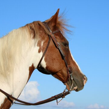 Portrait of an American Paint Horse under the sunlight and a blue sky in Nebraska