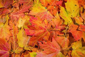 A heap of freshly fallen brightly colored sugar maple tree leaves on an autumn day.