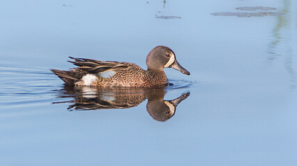 Swimming male Blue-winged Teal duck with its reflection in blue water