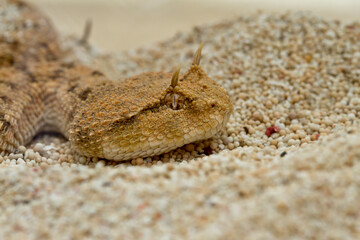 The desert horned viper . is a venomous species of viper native to the deserts of northern Africa.