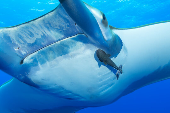 Mobula Ray Underbelly Close-up